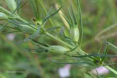 Sopubia delphinifolia